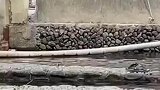 狗狗以为主人有危险下水扑救，结果自己怕水先上岸！