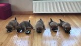五只柴犬宝宝一起吃饭，刚开始还挺规矩，后来就开抢了