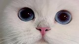 猫咪的眼睛如银河般深邃，太美了