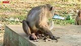独眼公猴把小猴子折磨死了，可怜