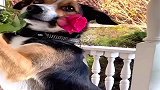 狗狗：宝贝请和我约会，我已准备齐全，送你一朵玫瑰花！