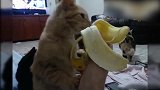 小猫咪津津有味的吃着香蕉，吸引了其他同伴围观，真萌！