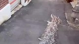 男子在街上溜冰，结果摔的四脚朝天