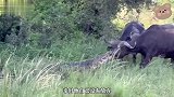 野牛群组队过河，殊不知河里有鳄鱼在等着，可怜的落单野牛被咬到
