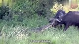 野牛群组队过河，殊不知河里有鳄鱼在等着，可怜的落单野牛被咬到