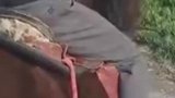 男子尝试骑马，没想马儿跑回马圈内