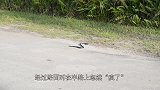 一条蛇在路上忽然发狂，扭成一团打滚，让人百思不解