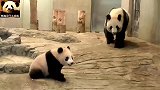 熊猫母女一起走猫步，步态妖娆，可爱的一塌糊涂