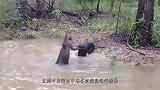 2条猎犬夹击1只袋鼠，下一秒袋鼠抓住一条猛揍，镜头拍下全过程