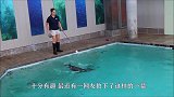 海豹偷懒想要搭乘男子顺风车,接下来逗笑众人,搭车还挑三拣四的
