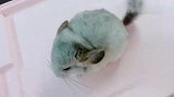小龙猫吃山楂片，看它会不会酸掉大牙