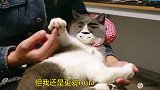 猫咪版《coincidance》，越看越上头！
