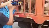 猪头卡在护栏上，男子用千斤顶施救！
