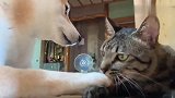 柴犬和猫咪相处的真好，没事就腻歪在一起，好羡慕