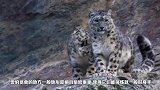 一只雪豹行走在一座悬崖峭壁，突然踩空落崖，镜头记录全过程