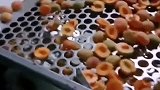 黄桃自动去核设备，可适用于杏子桃子等带核水果，一切操作都不需