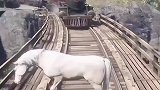 模拟：野马在轨道上被火车撞飞了，走进去了就出不来了！