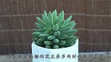 养多肉，掌握3个小妙招，胖乎乎水灵灵，像个洋娃娃