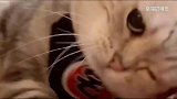要跨年了，猫咪在总结2018，许愿2019，结果你们忍住别乐