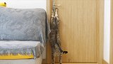 主人假装把小猫锁进房间，老猫义无反顾开门救猫，主人落泪！