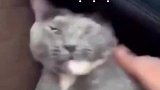 这种爱也太猛烈了吧