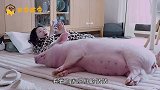 女子枕着猪睡觉，哪知猪也不是好惹得，一场人猪大战开始了