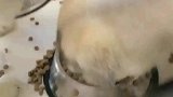 二哈：你们使劲抢，我在旁边慢慢吃！