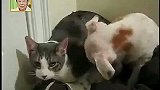 猫咪嫌弃小狗自作多情