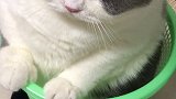肥猫，21斤4两了！越减越肥