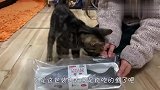 铲屎官买了个玩具鱼，喵星人看到后，举动要笑岔气了