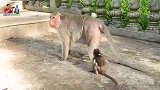 野生动物：横孩子哭得撕心裂肺，猴妈一脸淡定，看你能哭多久呢？