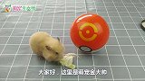 主人用一个神奇宝贝球把小仓鼠收了，小仓鼠一脸懵懂，太搞笑了！