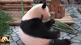 熊猫良浜坐在镜头前，超可爱侧颜，浑圆的身材，萌得不像话