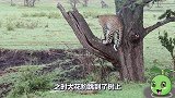 鬣狗闯进花豹领地，花豹会捍卫自己的尊严吗