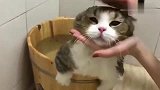 猫咪：赶紧松开我命运的脖颈，我感觉要挂了！