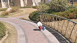 大比熊没见到小母狗不开心坐地上和主人闹，主人：养了只白眼狼