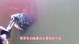小鲸鱼不舍妈妈搁浅，努力将它推回深海，接下来的画面让人感动