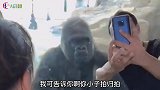 跟猩猩合拍可以，但只有一个要求！哈哈哈