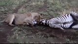 一头母狮狩猎到了一匹斑马，可怜的斑马挣扎的非常厉害