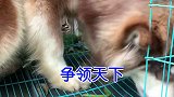 之前的邋遢富贵3天居然就变成了小机灵狗！？你敢信吗！？阿拉斯加 训犬 精神小狗