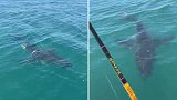 美国：一渔民驾船出海时险些撞上大白鲨