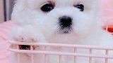 比熊是小型犬，性格温顺，是非常合适的家庭伴侣犬
