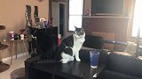 猫咪亲眼见到铲屎官消失了会有什么反应，会去找吗