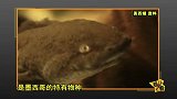 浙江惊现“六角恐龙”宠物怪鱼，脚断可再生！