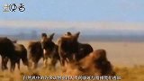 卫星拍摄图片显示，地球正在变绿，然而科学家却高兴不起来
