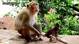 查理：美丽的母猴，可以让我回到我妈妈身边吗？