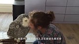 猫头鹰昼伏夜出，当猫头鹰变成宠物，会是闹出什么样的有趣故事呢