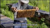 蜂群强弱不一，怎样才能多产蜜快繁蜂？看蜂群强弱互补的方法