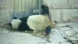 熊猫吃饱了感觉塞牙,下一秒孔雀惨了,追着孔雀拔毛做牙签！