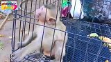 罗拉很孤独，猴妈呢？